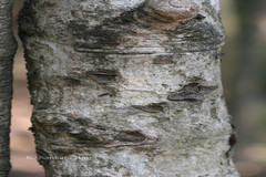 Mitragyna parvifolia